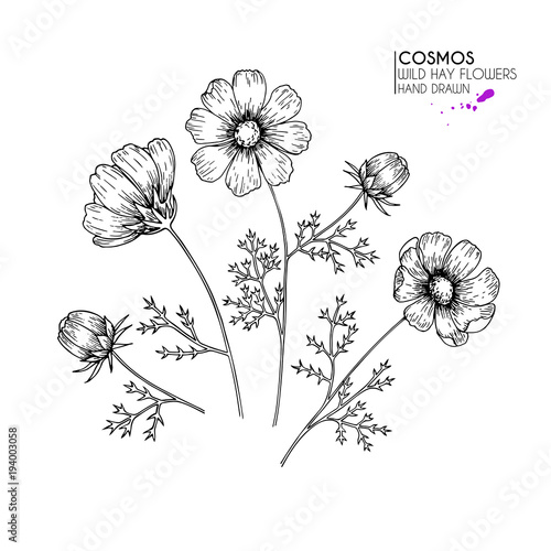 Hand drawn wild hay flowers. Cosmos or cosmea flower. Vintage engraved art. Botanical illustration. Good for cosmetics, medicine, treating, aromatherapy, nursing, package design, field bouquet.