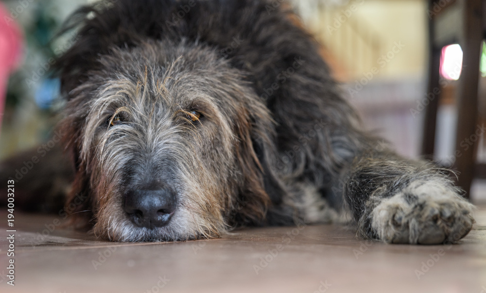 Irish Wolfhound lying down