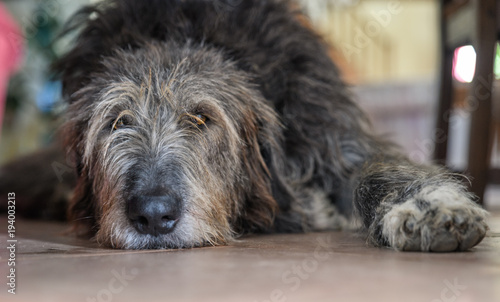 Irish Wolfhound lying down