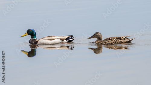 Mallard Couple © Abeselom Zerit