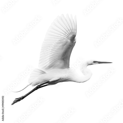 Konstfotografi Great Egret V