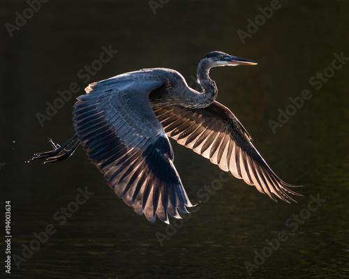 Canvas Print Great Blue Heron in Flight VII