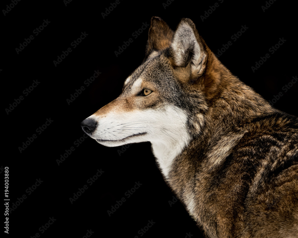 Fototapeta premium Red Wolf
