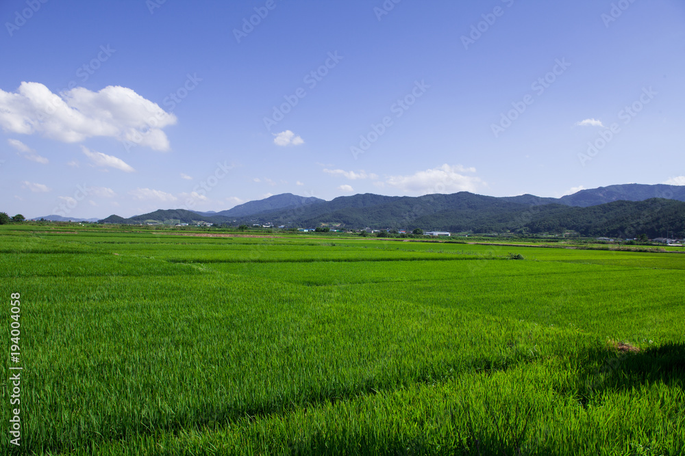 Green rice field in Gyeongju, south korea