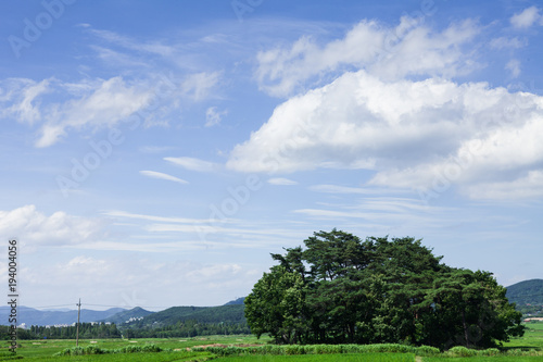 Green rice field in Gyeongju  south korea