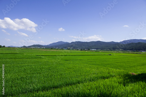 Green rice field in Gyeongju, south korea