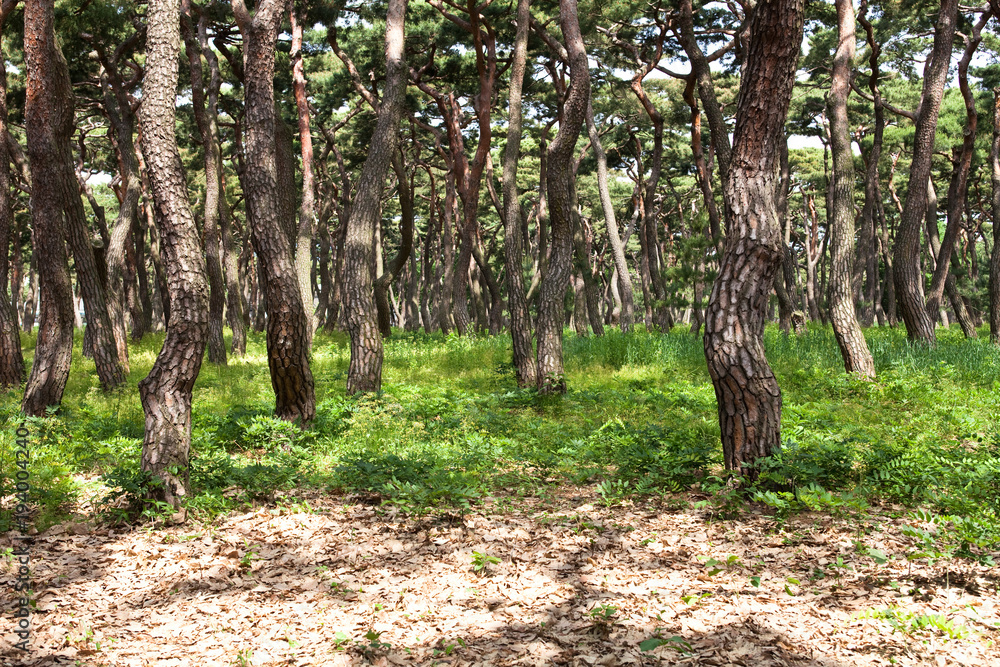 Pine trees in the Hwangseong park in Gyeongju, Korea Pine trees in the Hwangseong park in Gyeongju, Korea