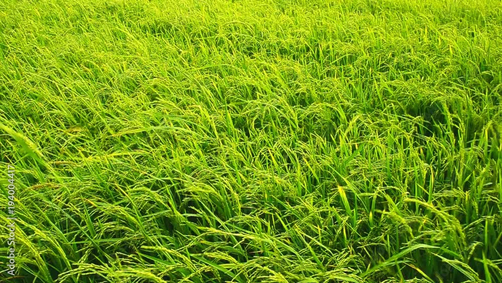 Landscape of rice farm in Thailand.High quality footage Landscape of rice farm in Thailand.High quality footage