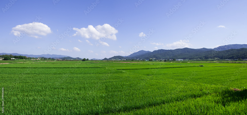 Panoram view of green field of Gyeongju 