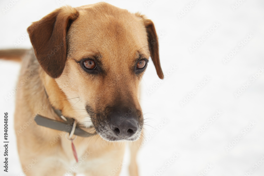 mixed race dog portrait on white snow background mixed race dog portrait on white snow background