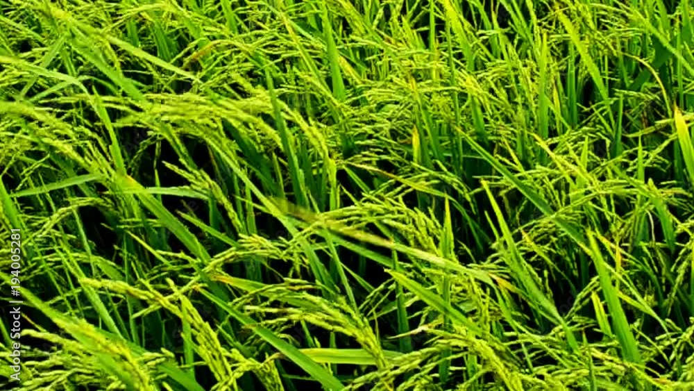Landscape of rice farm in Thailand.High quality footage Landscape of rice farm in Thailand.High quality footage