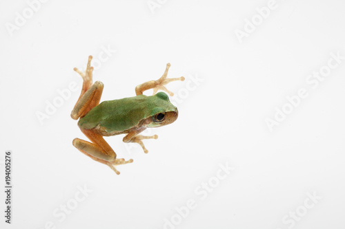 Close-up Green frog on white background 