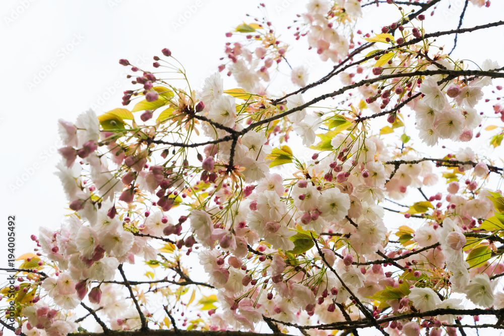 Obraz premium Cherry tree blossom