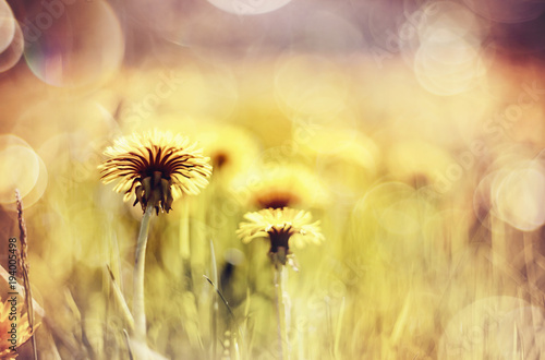 Fototapeta Naklejka Na Ścianę i Meble -  Abstract background with yellow flowers - dandelions.