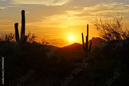 Sunset silhouette view of the Arizona desert with Saguaro cacti and mountains