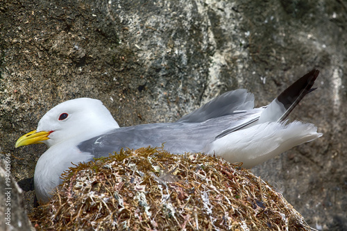 Plot rookery with nests of Kittiwakes photo