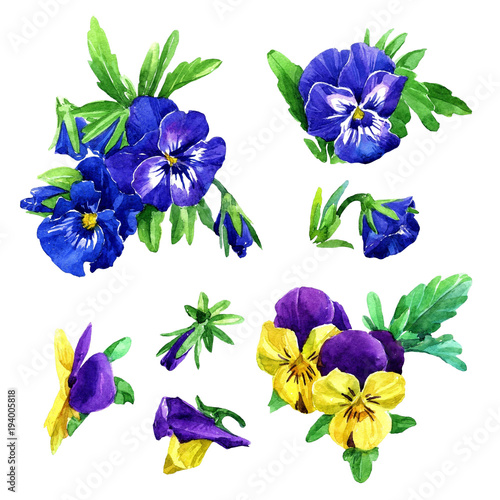 Set of watercolor violets flowers.