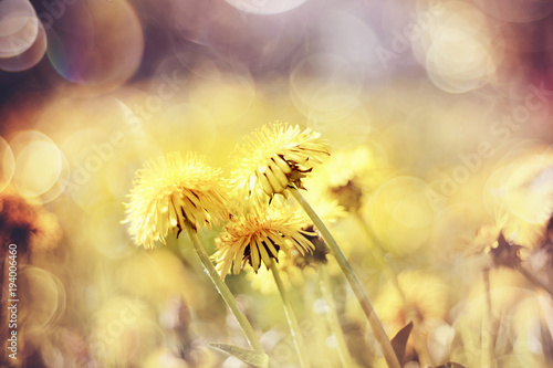 Yellow flowers of a dandelion