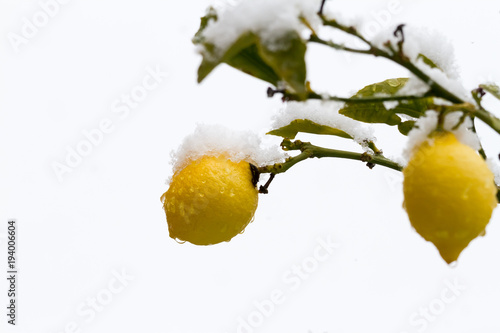 Mit Schnee bedeckte Zitronen photo
