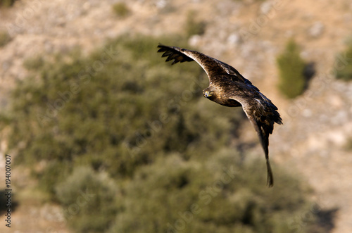 Adult female of Aquila chrysaetos, Golden eagle © Jesus