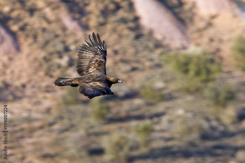 Fototapeta premium Adult female of Aquila chrysaetos, Golden eagle