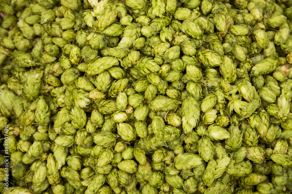 Green fresh hop cones for making beer and bread close up Green fresh hop cones for making beer and bread close up