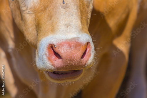 close up of the nose and mouth of a cow