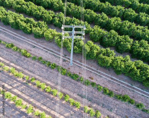 Aerial view of electrical tower and orange trees photo