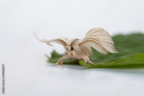 Silk worm moth on studio shot 