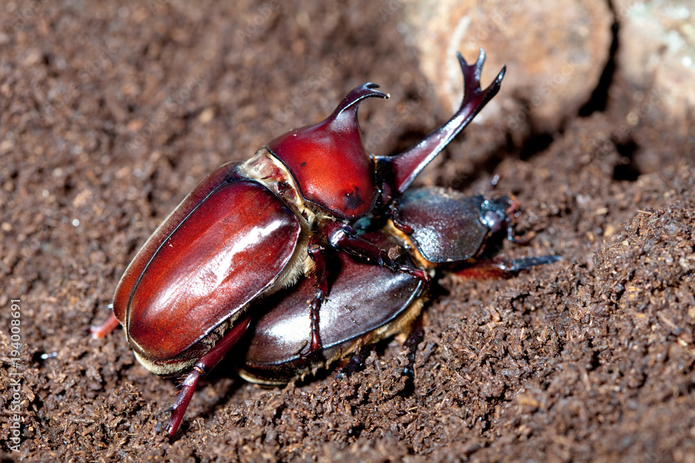 Mating Rhinoceros beetles Mating Rhinoceros beetles