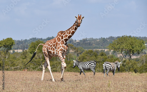 Giraffe und Zebras in Kenia