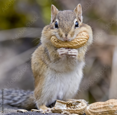 Fototapeta Chipmunk with a Peanut