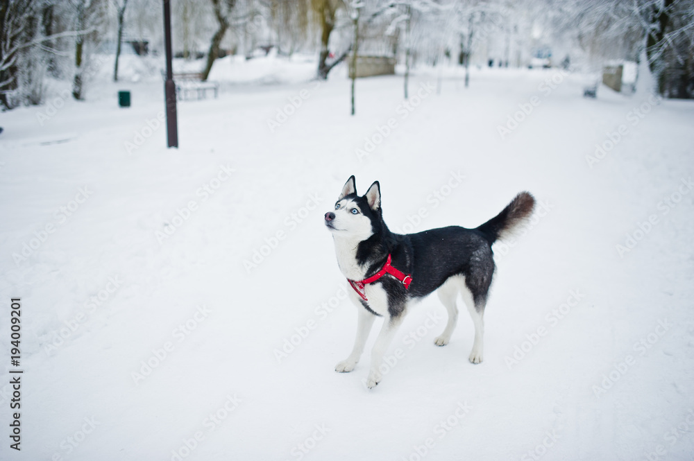 Husky dog on a leash walking at park on winter day. Husky dog on a leash walking at park on winter day.