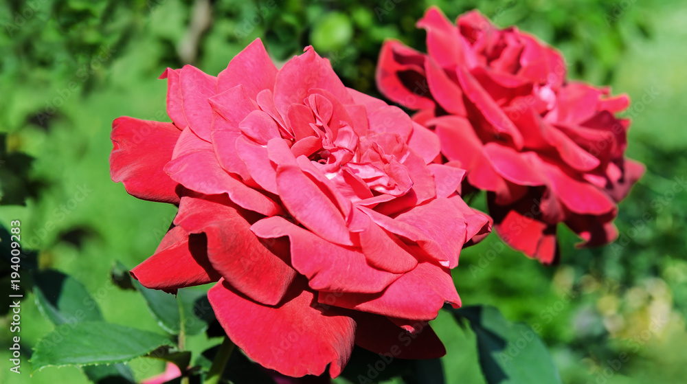 Beautiful roses in summer garden .Wide photo . Beautiful roses in summer garden .Wide photo .
