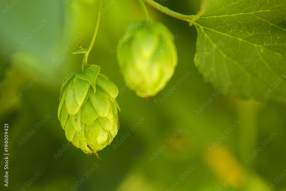 Green fresh hop cones for making beer and bread closeup, agricultural background. Green fresh hop cones for making beer and bread closeup, agricultural background.
