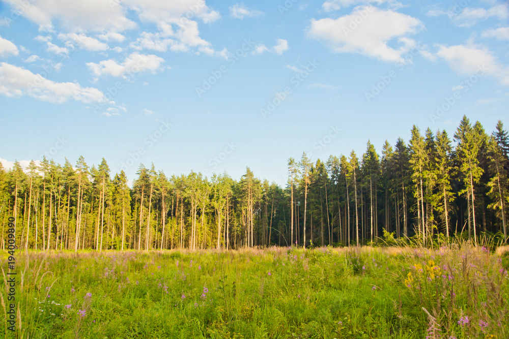 wildflowers on the forest edge on a sunny day