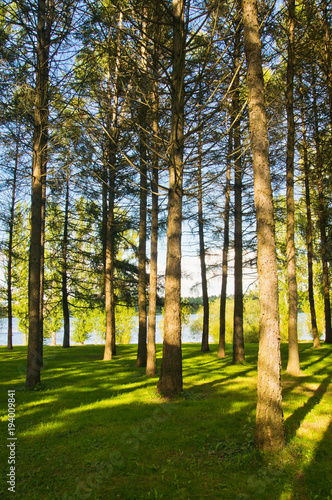 sunny meadow in a pine forest in summer