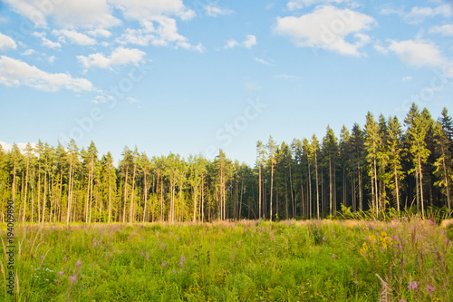 Obraz na płótnie wildflowers on the forest edge on a sunny day w salonie