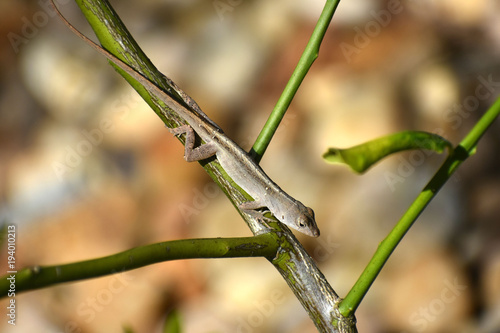Florida Chameleon in lemon tree