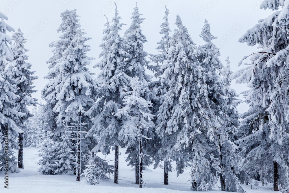 Naklejka premium Beautiful winter forest of Beskid Slaski