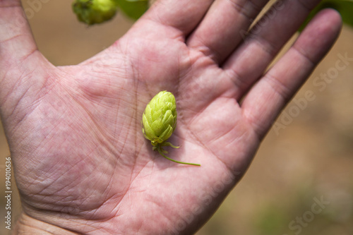 Hops agriculture harvest on a hand. Hand palm with green a ripe hop plant, beer brewing concept.