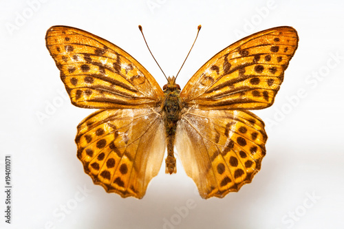 Butterfly specimen korea,Argynnis paphia,Silver-washed Fritillary,Female