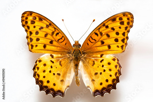 Butterfly specimen korea,Argyreus hyperbius,Black-tipped fritillary,Female