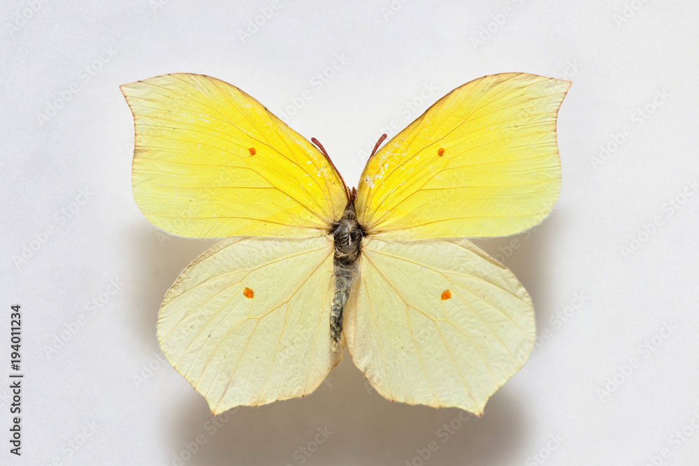 Fototapeta premium Butterfly specimen korea,Gonepteryx mahaguru