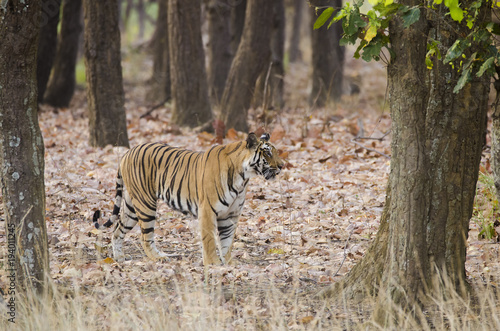 A female tigress standing among the trees before crossing the safari track