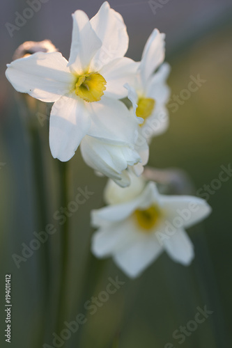 Fototapeta Naklejka Na Ścianę i Meble -  Narzisse (Narcissus)
