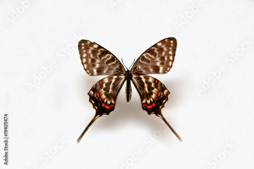 Butterfly specimen korea,Sericinus Telamon,Female photo