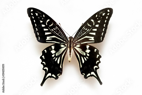 Butterfly specimen korea,Tiger Swallowtail,Male
