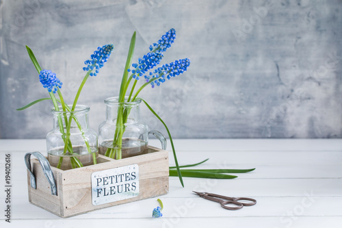 Fresh blue muscari in vase. Spring postcard concept. photo