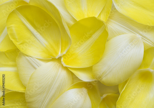 Pale yellow petals of tulip. Flower background